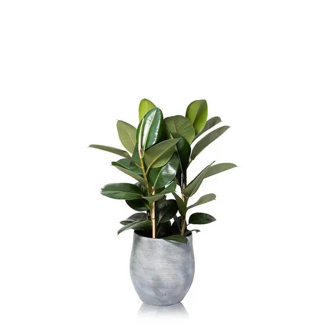 The Little Botanical – wholesale Live plant – XL Ficus Elastica (Rubber Plant)