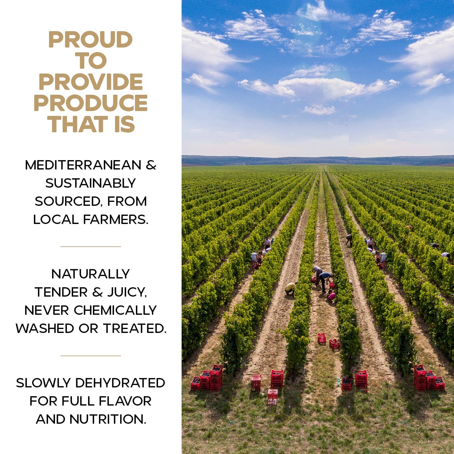 DRYBOX - Wholesale Dried/Dehydrated Fruit - Drybox Dried Mulberries 1.5oz x 12packs Portion Packs8