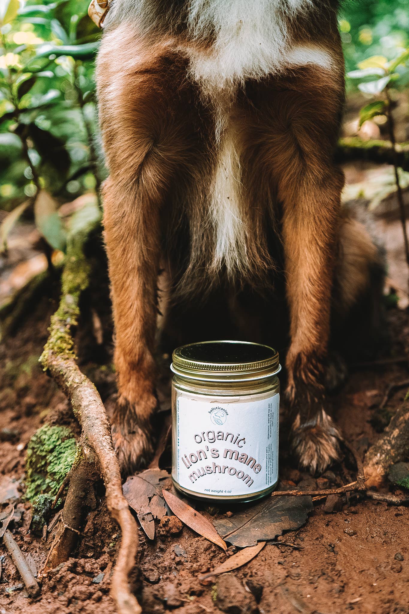 holisticanine - Wholesale Pet Supplement - Dog - Organic Lion's Mane Mushroom Supplement4