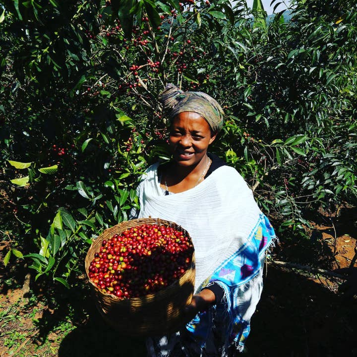 Sightseer Coffee Roasters - Wholesale Coffee Beans - Space Cowboy - Ethiopia2