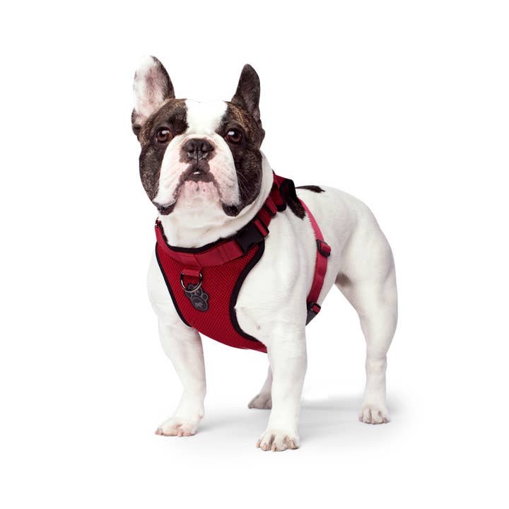Canada Pooch - Wholesale Pet Harness - Dog - Everything Harness- No-Pull Dog Harness (Mesh)4