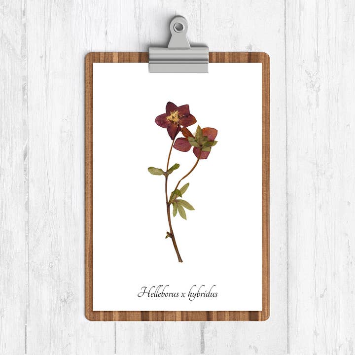 Hellebore Botanischer Druck für den Großhandel von Ecobota