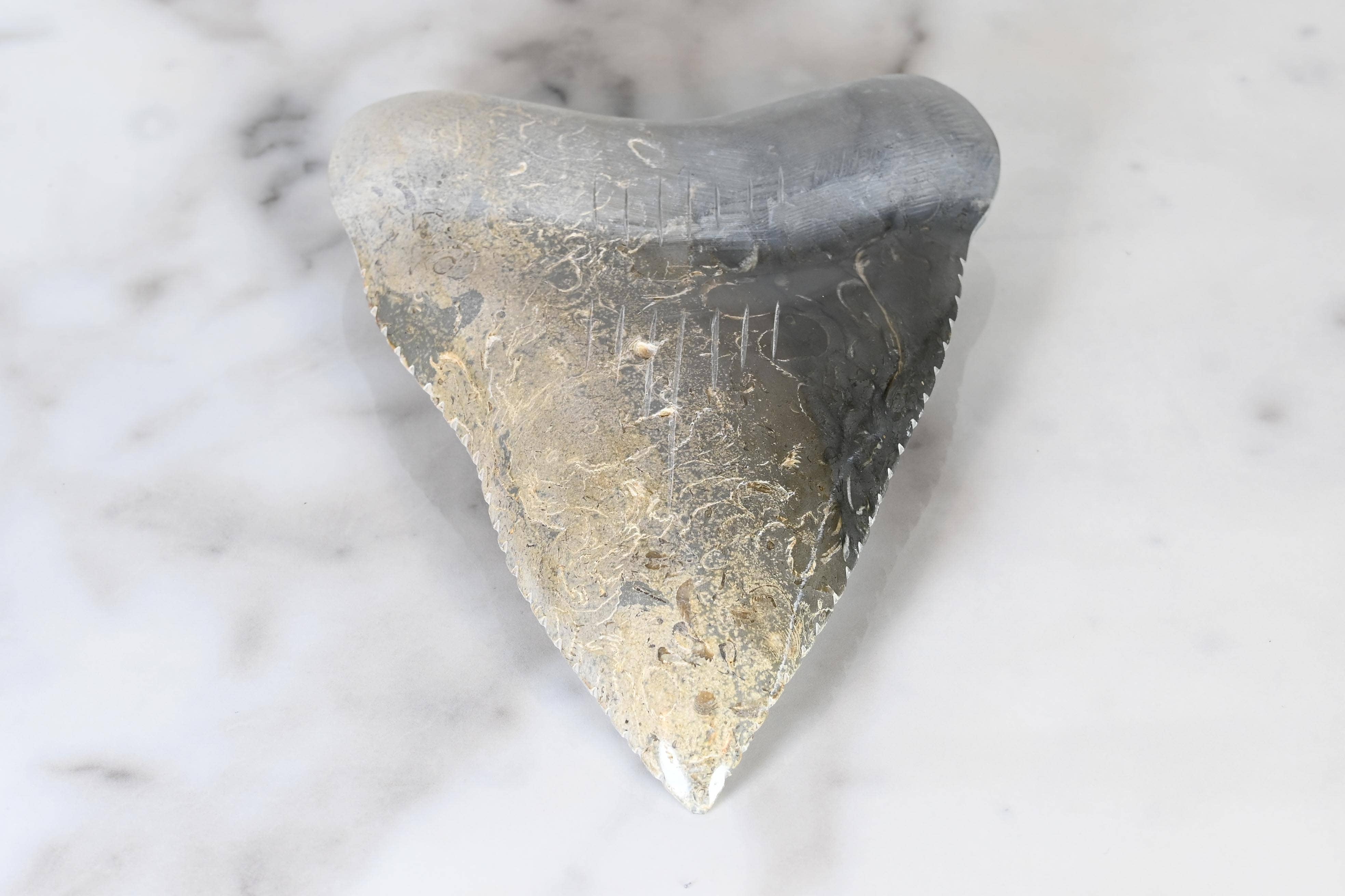 Diente de Megalodón de Mármol de 10 cm para venta al por mayor de SS handcrafted Art