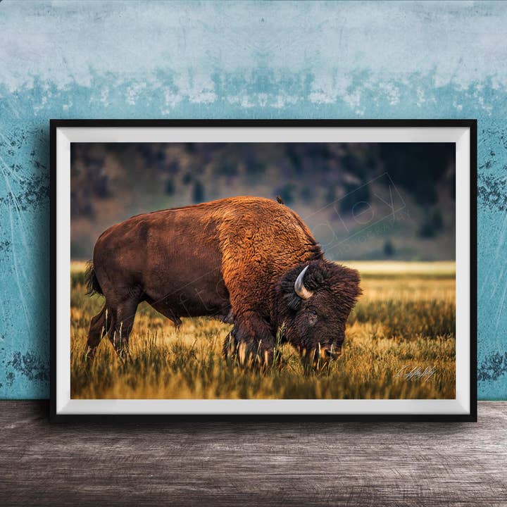 Buffalo Canvas Print - Large Rustic Finish for wholesale by Clifton Haley Photography