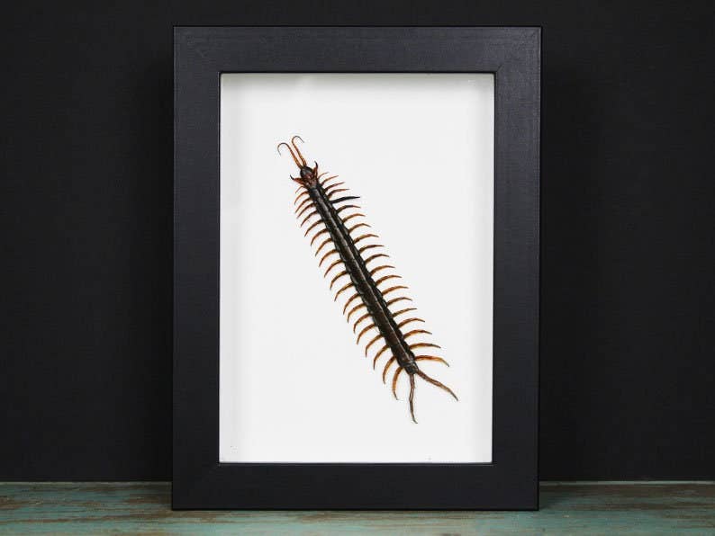 Newman Art Designs - Wholesale Wall Accent - Scolopendra sp. Centipede in a Frame0