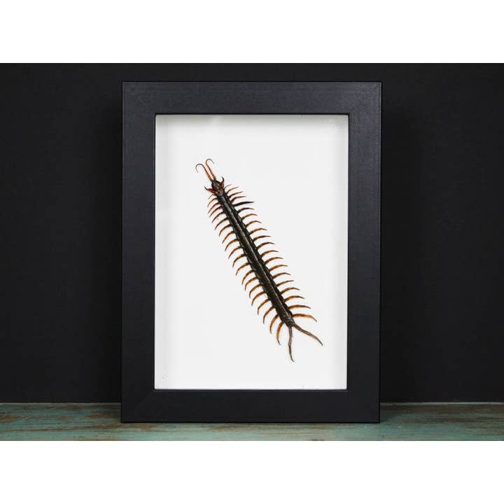 Scolopendra sp. Centipede i en ram för wholesale av Newman Art Designs