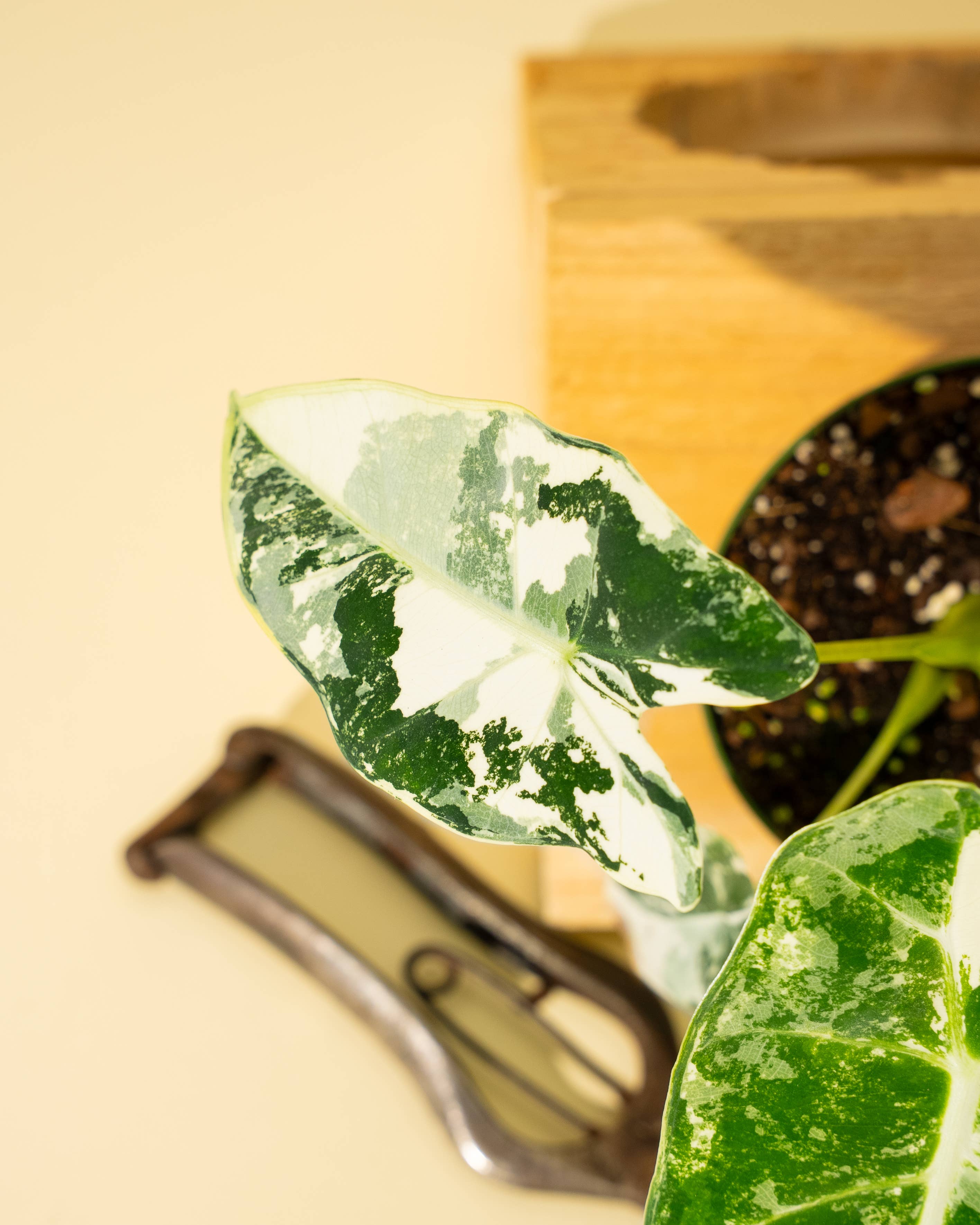 BWH Plant Co - Wholesale Live Plant - 4" Variegated Alocasia 'Frydek'6