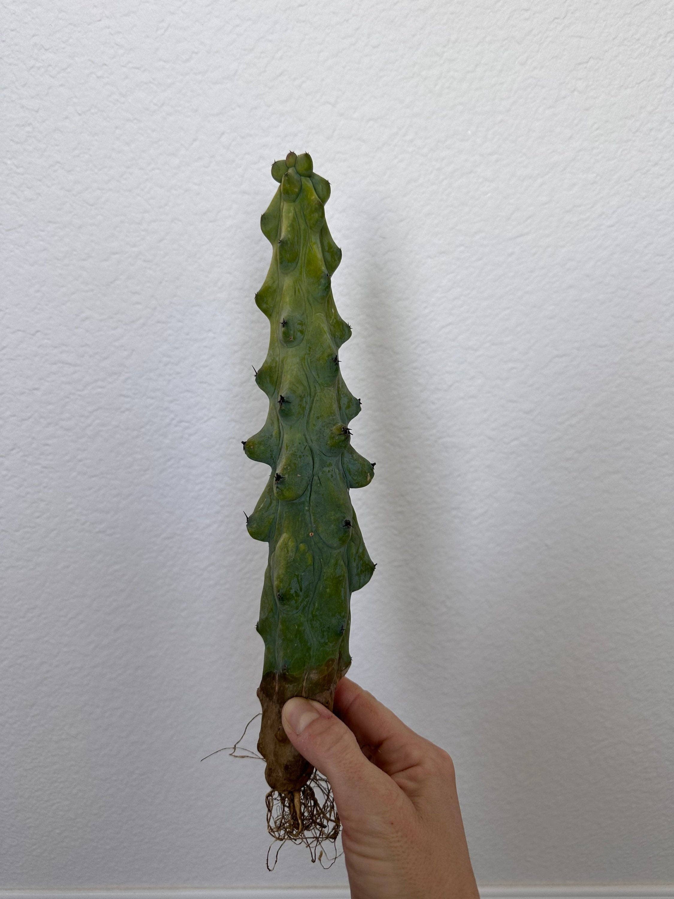 Grow Margo - Wholesale Live Plant - Myrtillocactus Geometrizans - Boobie Cactus Live Rooted8