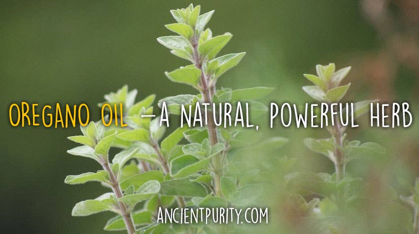 Ancient Purity - Wholesale Oral Supplement/Vitamin - Oregano Essential Oil 30ml | Zane Hellas | Greek Origin1