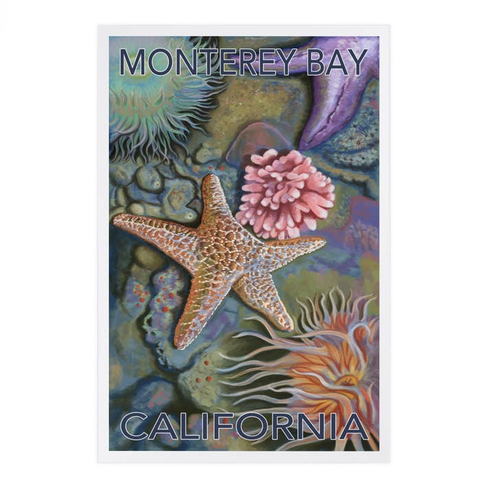 TARJETAS POSTALES PREMIUM Bahía de Monterrey, California, Tidepool 2 para venta al por mayor de Lantern Press