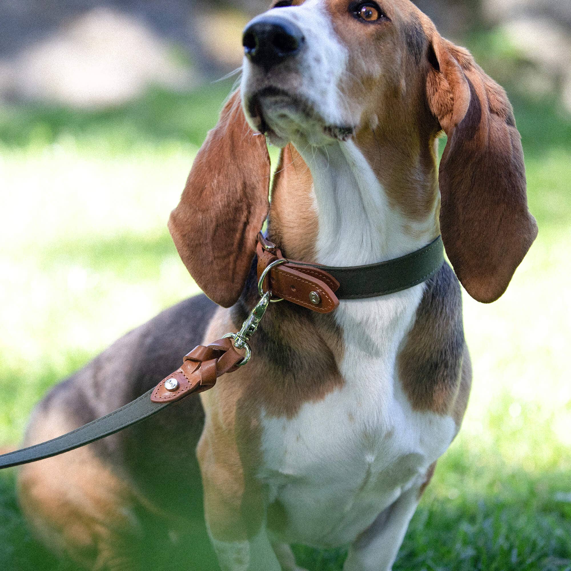 Denjo Dogs - Wholesale Pet Collar - Dog - Dog Collar Signature Cognac & Khaki3