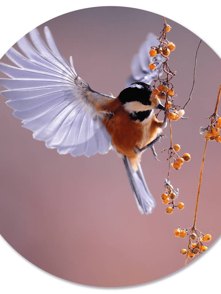 Muurcirkel vogel besje für den Großhandel von Label2X B.V.