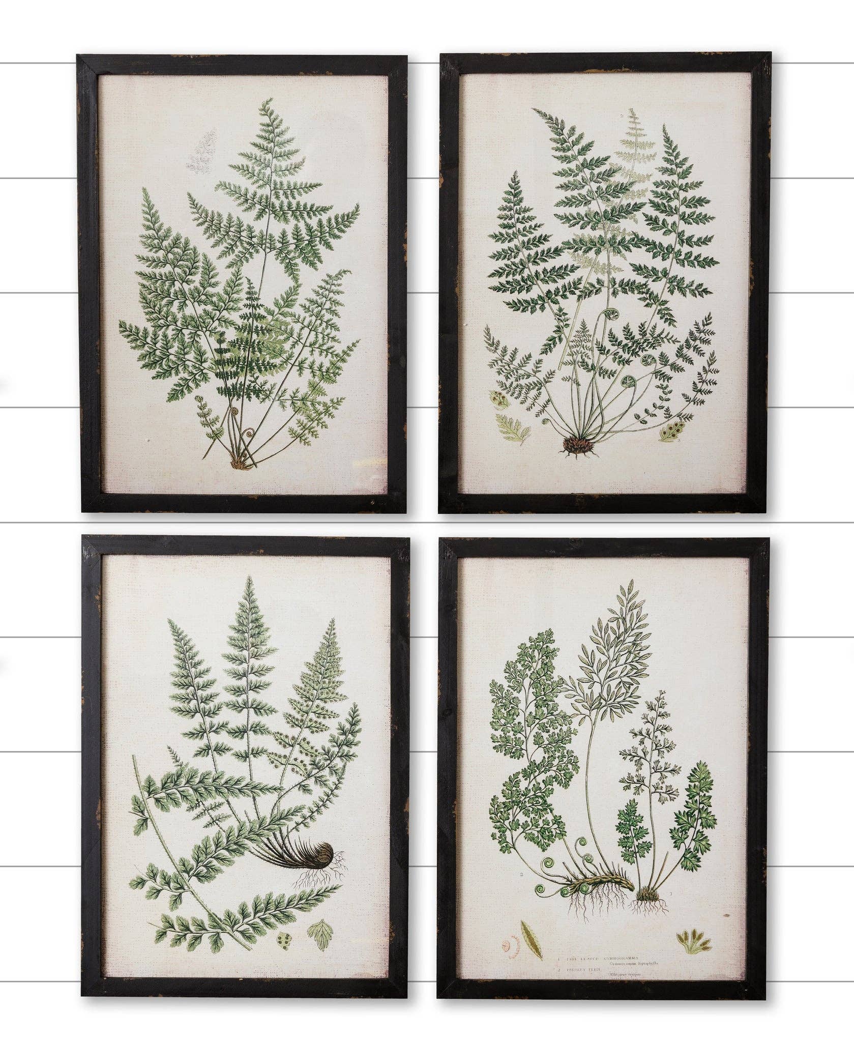 Wholesale Framed Prints Ferns (PK/4 AST) for your store Faire