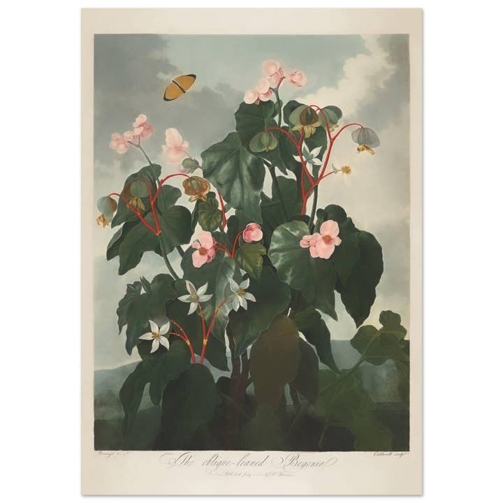 The oblique leaved begonia for wholesale by Maison de Paloma