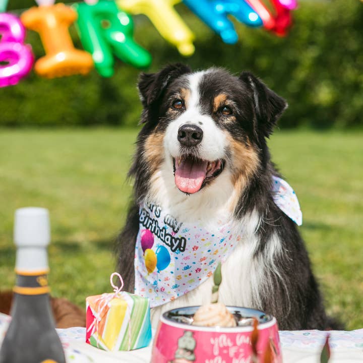 Croci - Wholesale Pet Bandana - Dog - Dog bandana - Birthday Party - Crosses1