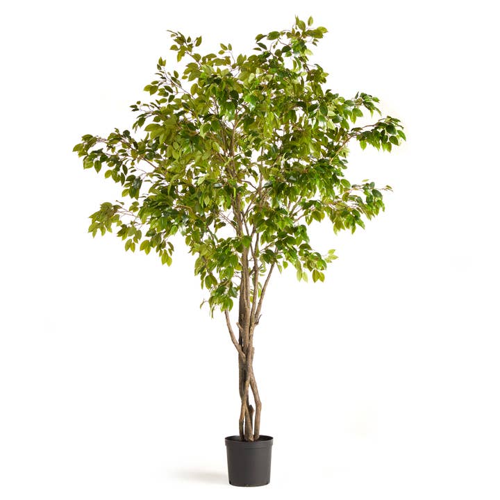 Grand Ficus Tree Drop-In 10' for wholesale by Napa Home & Garden