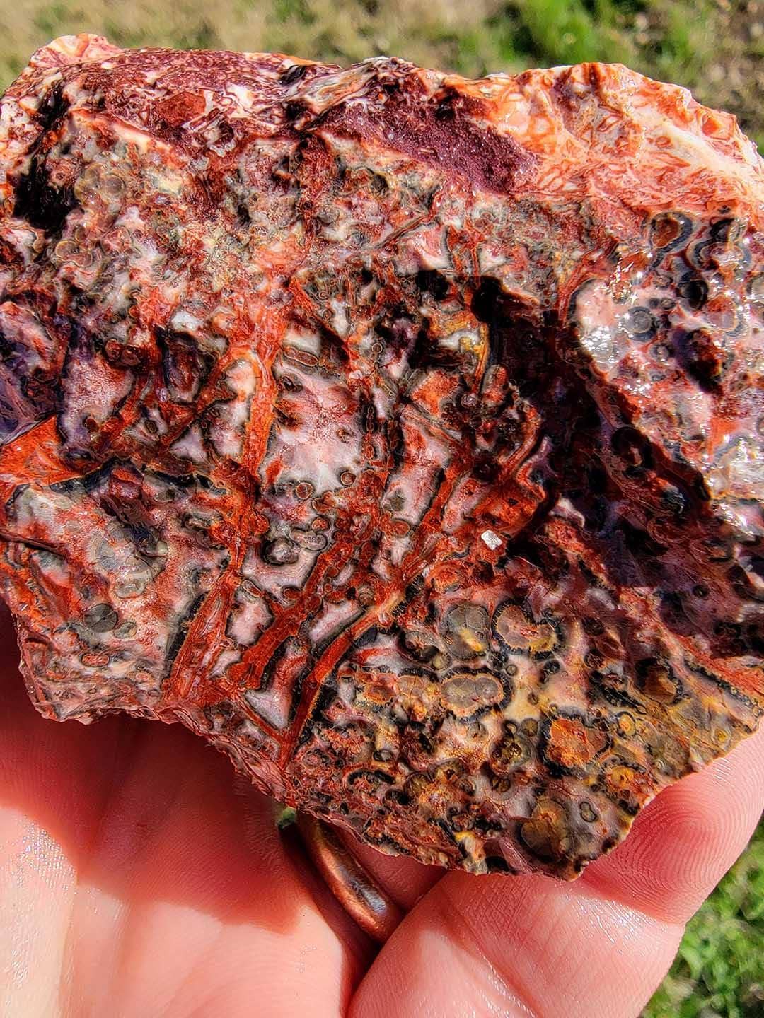 Lapidary Central – Pedra/cristal espiritual por atacado – Amostra Aleatória de Riólito Pele de Leopardo Mexicano em Bruto!6