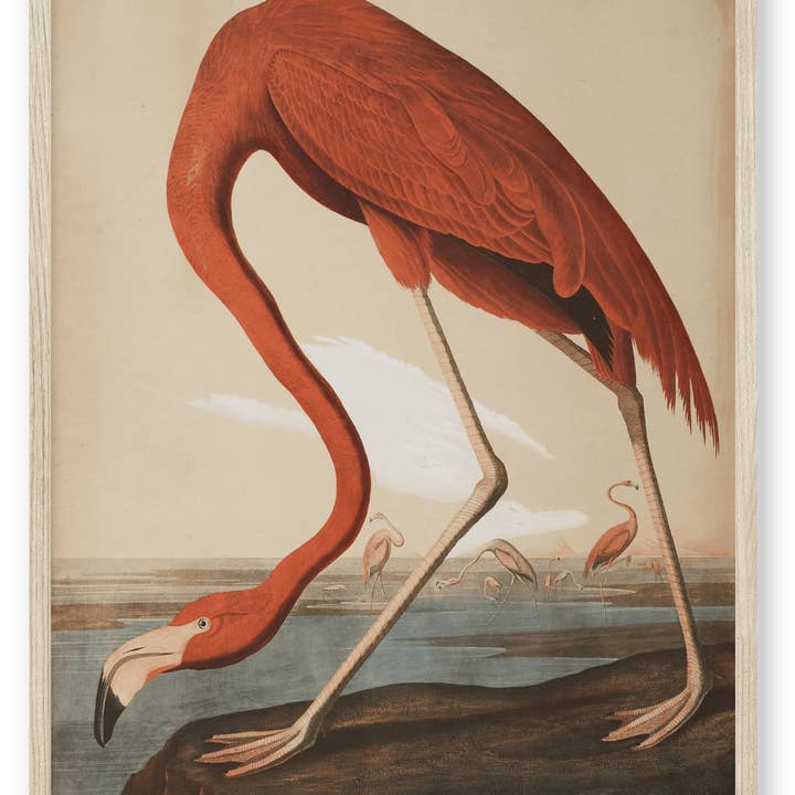 Knot & Soul - Wholesale Art Print - Audubon - Flamingo0