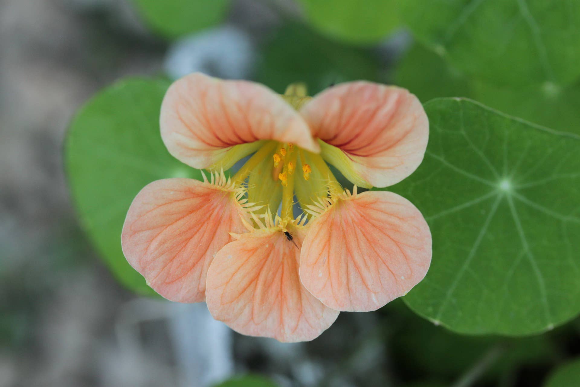 Decker Rd. Seeds - Wholesale Plant Seeds - Nasturtium 'Peach Melba' Flower Seeds1