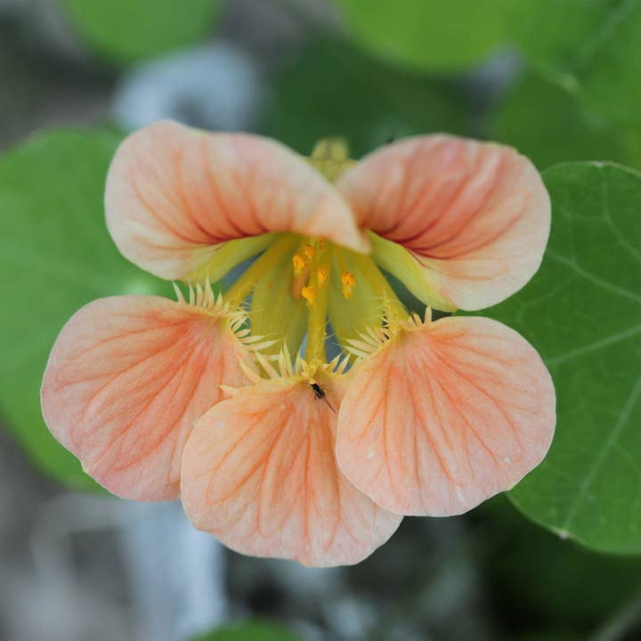 Decker Rd. Seeds - Wholesale Plant Seeds - Nasturtium 'Peach Melba' Flower Seeds1
