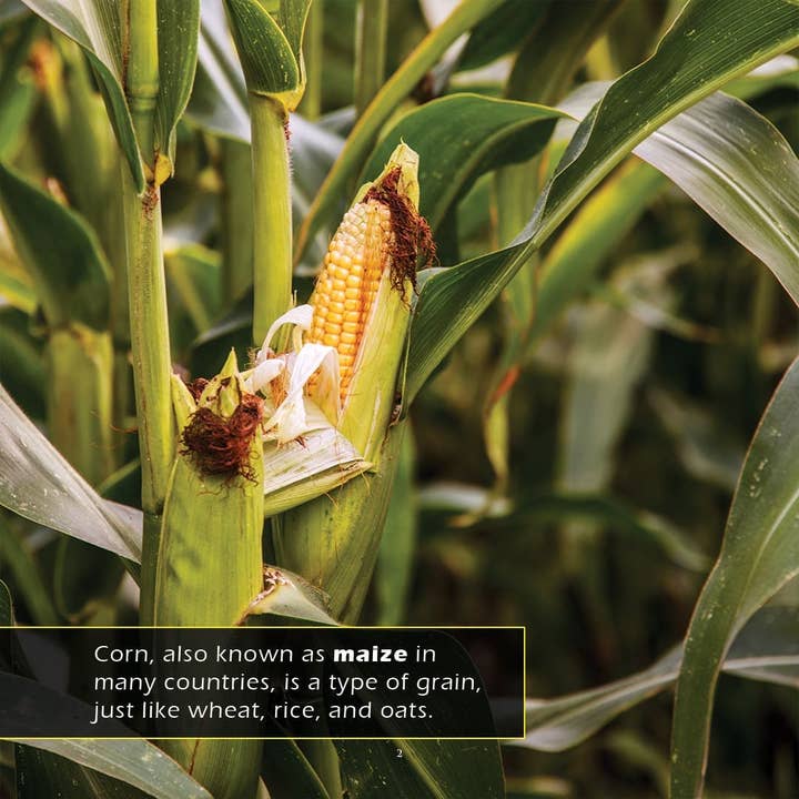 My Incredible World - Vendita all'ingrosso Libro per lettori principianti (6-8) - Mais! Un incredibile libro illustrato per bambini sul mio mondo2