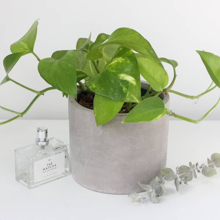Mini Concrete Cement Cylinder Planter Pot for wholesale by Sprout & About