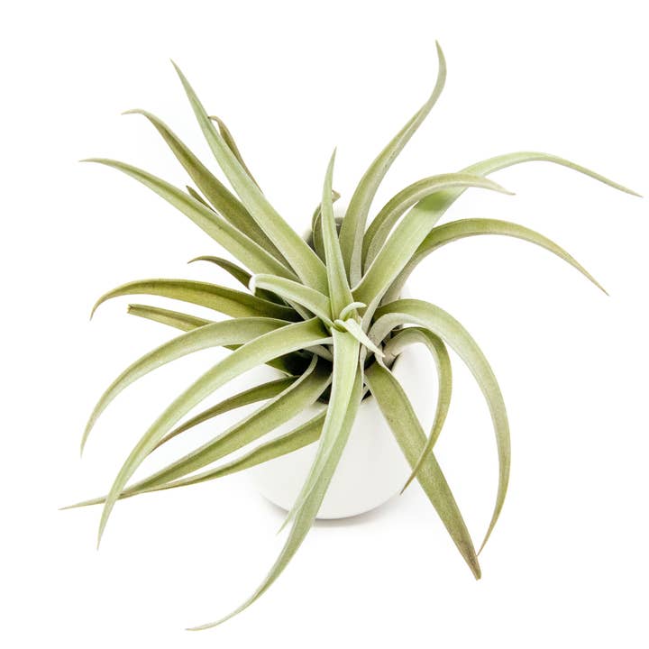 Air Plant Shop - Wholesale Live Plant - Large Ivory Ceramic Container & Custom Tillandsia Air Plant