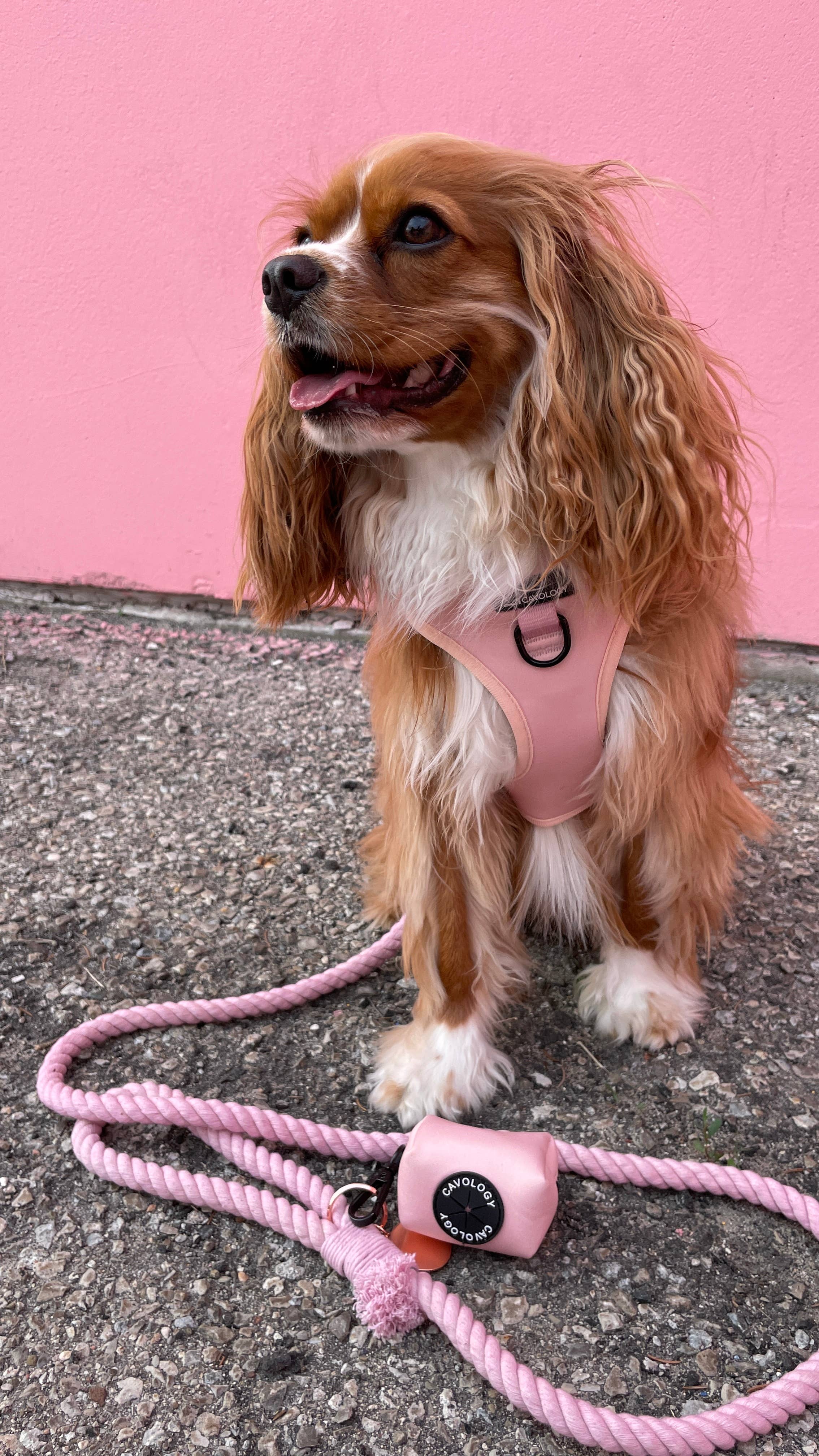 Cavology - Wholesale Pet Harness - Dog - DOG ADJUSTABLE HARNESS ASSORTED PACK 11