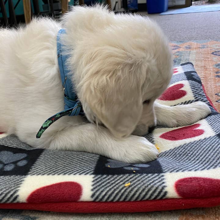 Paw Prints with Heart's Pet Bed for Dogs & Ca for wholesale by Screaming Pickles