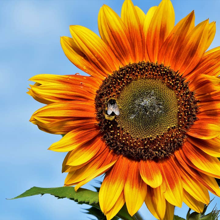 Decker Rd. Seeds - Wholesale Plant Seeds - Sunflower 'Evening Sun' Seeds