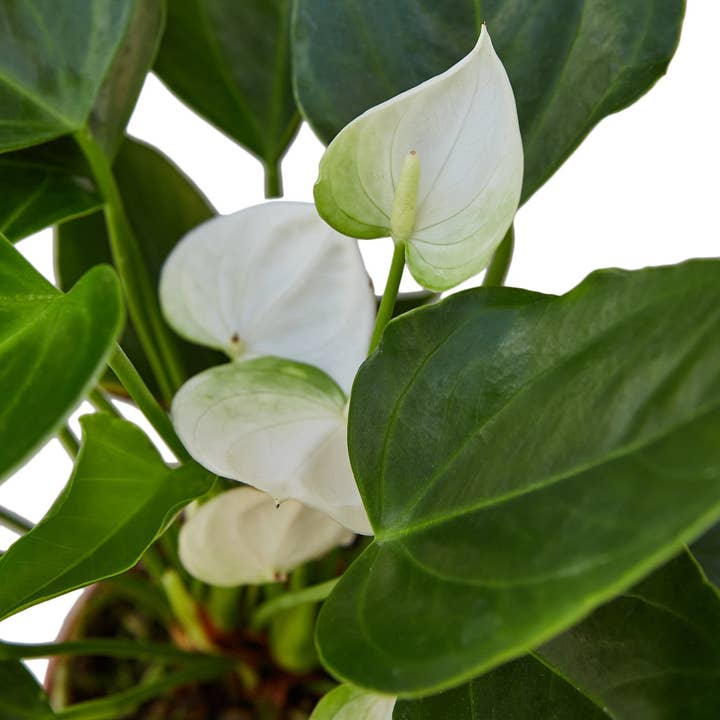 House Plant Wholesale WEST - Wholesale Live Plant - Anthurium 'White'