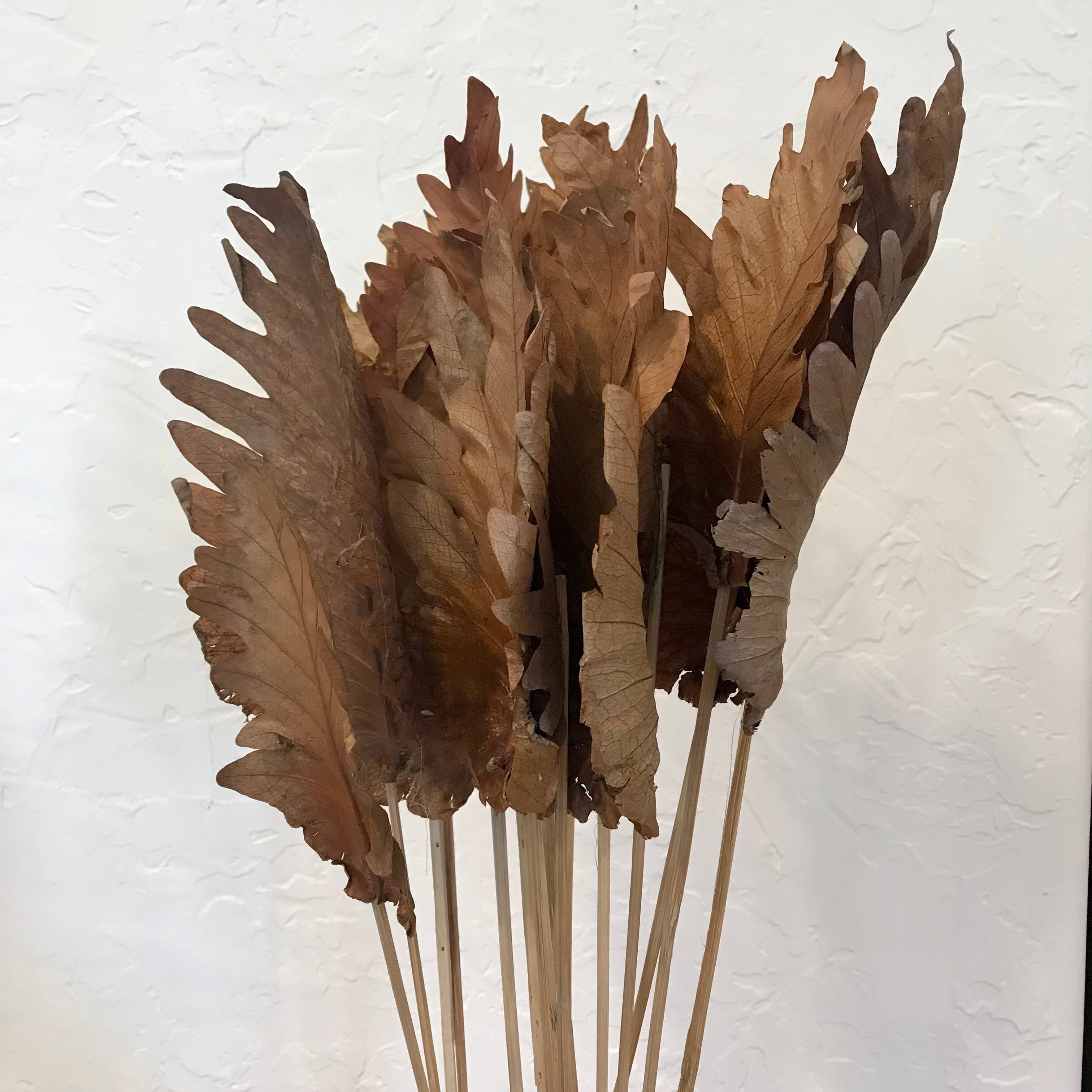 Wilco Home – wholesale Dried/pressed flowers – 20 PC Dried Fern Leaves Bouquet1