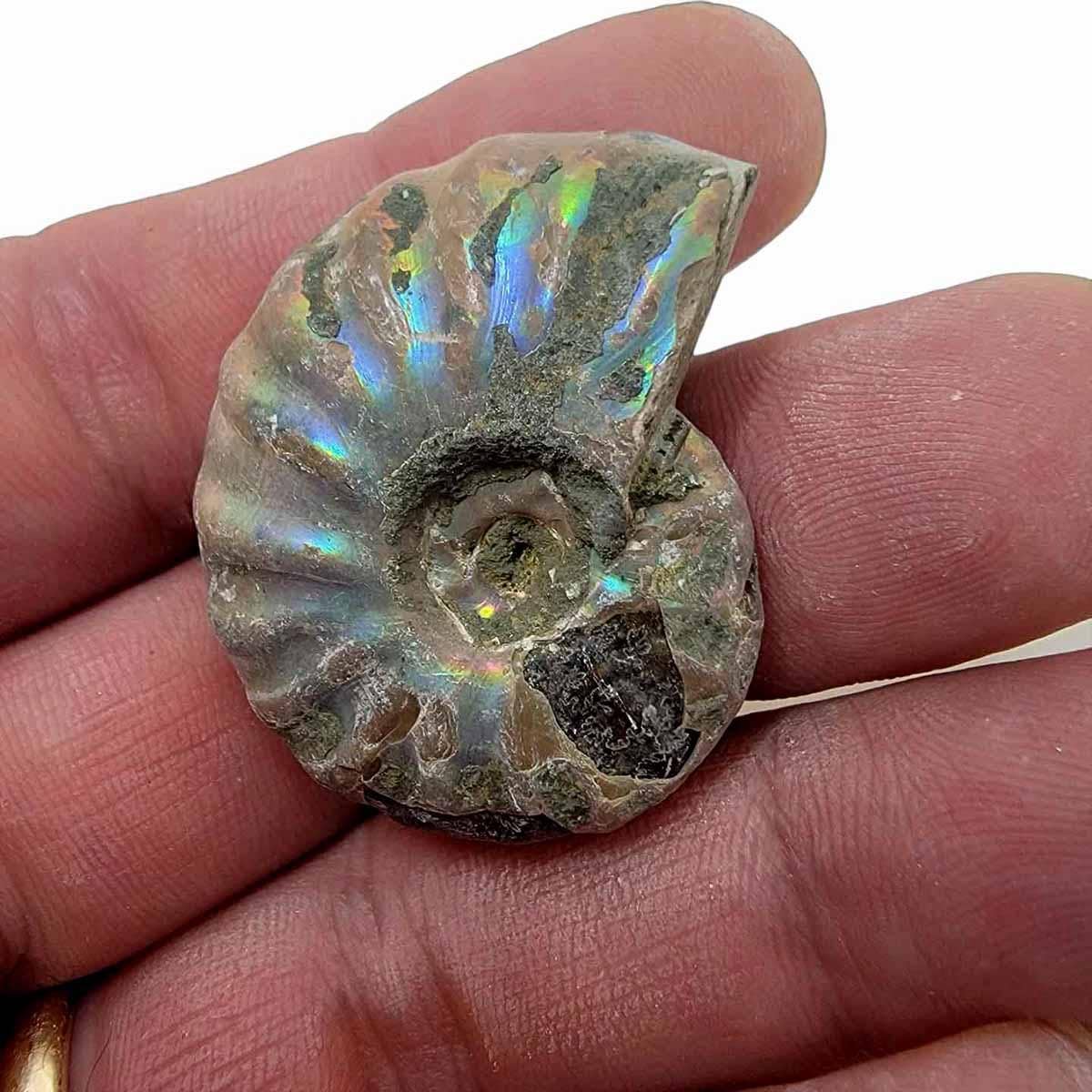 Lapidary Central - Wholesale Spiritual Stone/Crystal - Silver Iridescent Ammonite Fossil!  110 Million Years Old!3