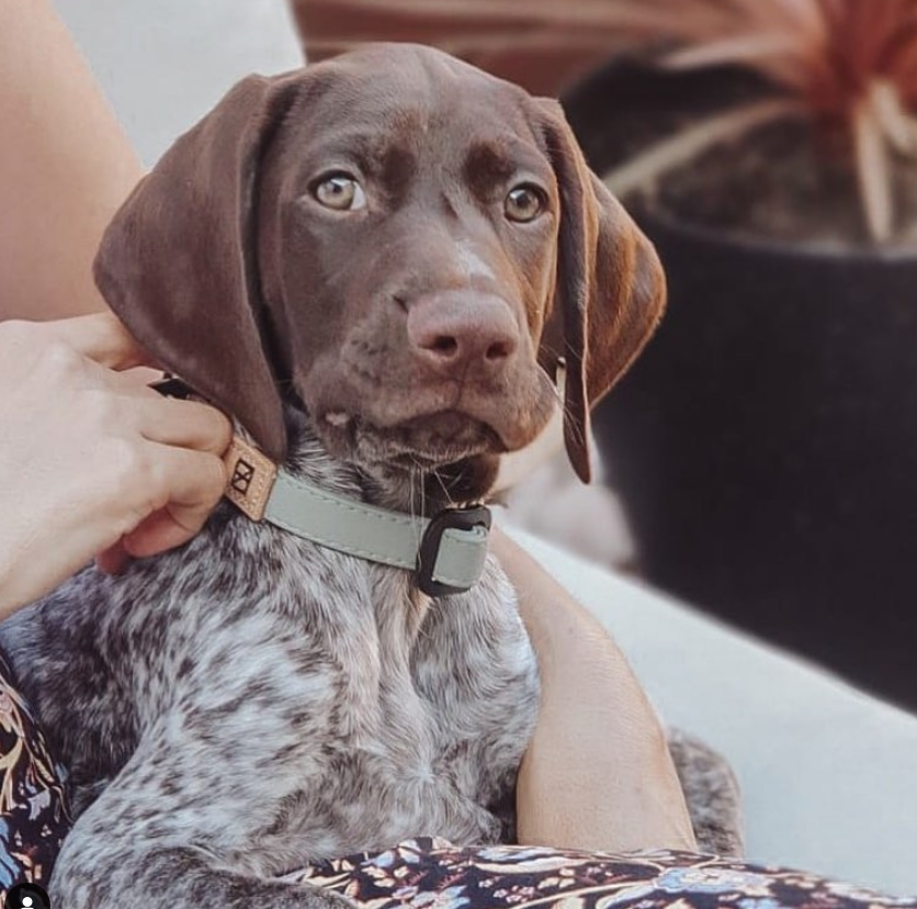 Herzog - Wholesale Pet Collar - Dog - Sage Collar - Recycled Ripstop1