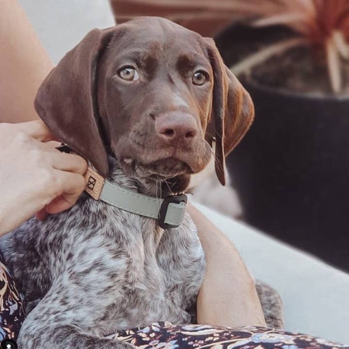 Herzog - Wholesale Pet Collar - Dog - Sage Collar - Recycled Ripstop1