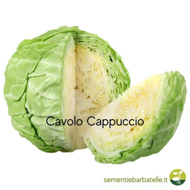 Sementi & Barbatelle - Wholesale Plant Seeds - Savoy Cabbage