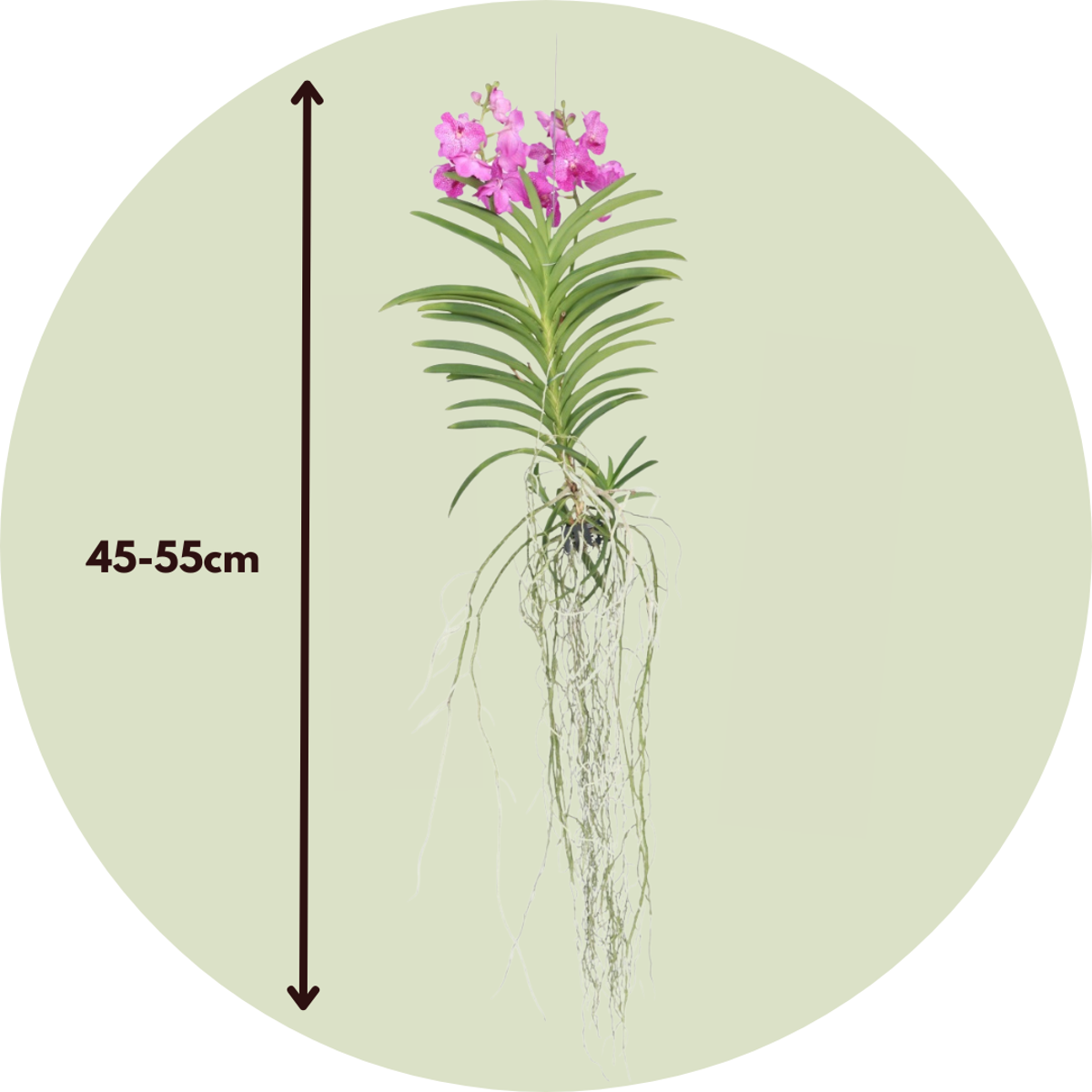 Oasis of Life - Wholesale Live Plant - Vanda Orchid – Vanda 'Pink' – Height 90cm – Exclusive orchid with bright pink flowers – Tropical indoor plant without soil – Easy care & reblooming2