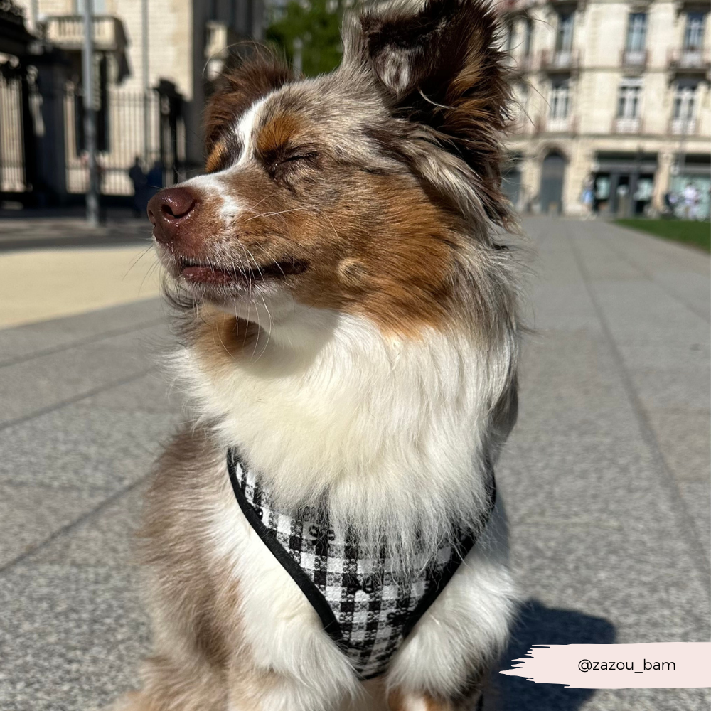 Cocopup London – wholesale Pet harness – Dog – Pup in Paris Adjustable Neck HARNESS5
