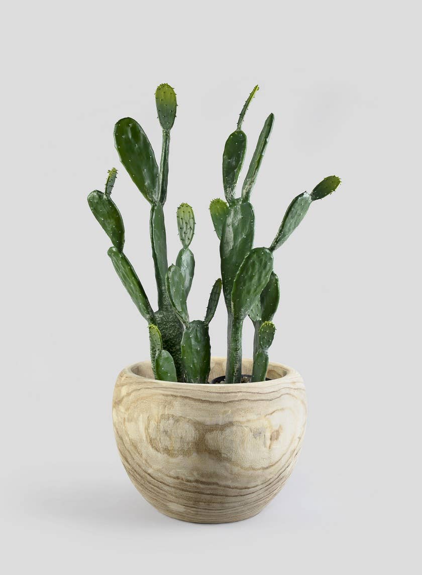 Jamali Garden - Wholesale Succulent - 34 in Angle Wing Cactus Plant1