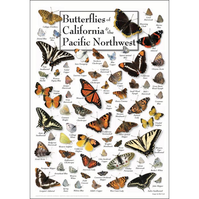 Butterflies of California & Pacific NW Poster for wholesale by Earth Sky + Water