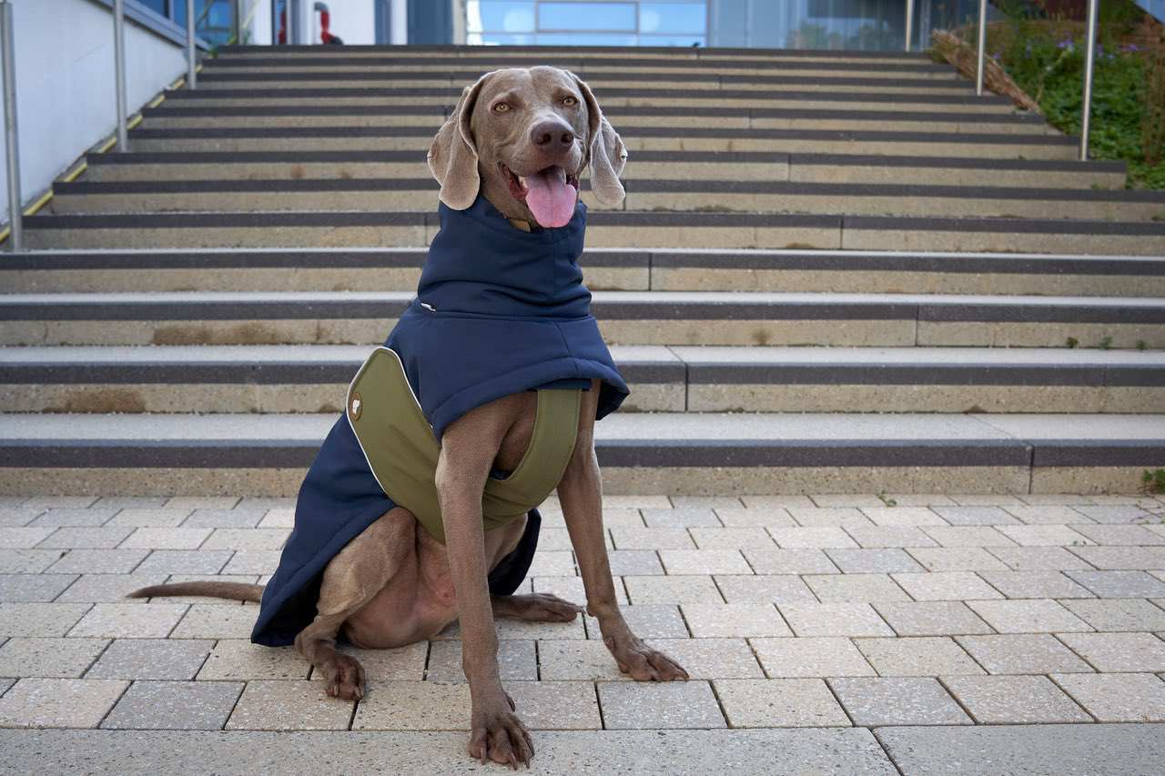 Marina de medianoche Abrigo de invierno para perros Oskar en azul marino de venta al por mayor en Faire2