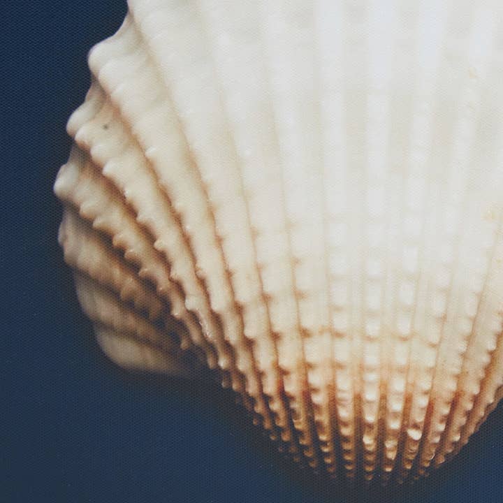 Olliix - Wholesale Gallery Wall Set - Coastal Seashells 4-Piece Framed Canvas Wall Art1