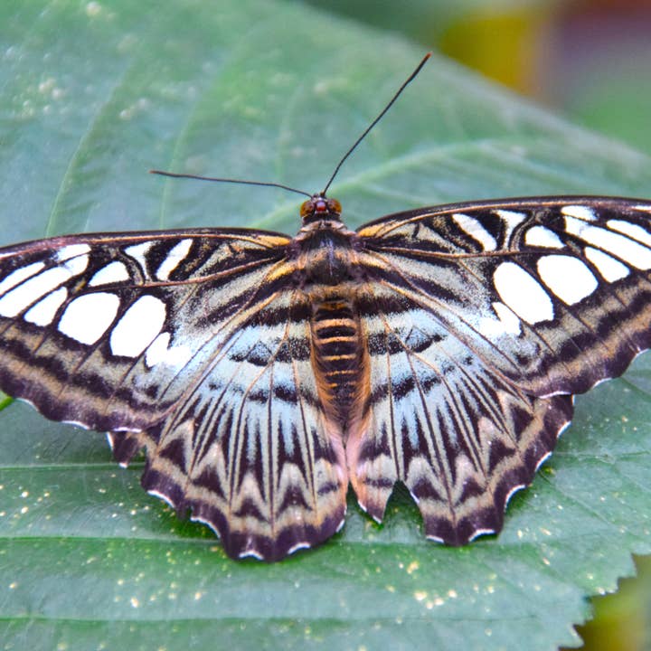 Blue Clipper Butterfly 2 A4 Print for wholesale by Red Berry Photos