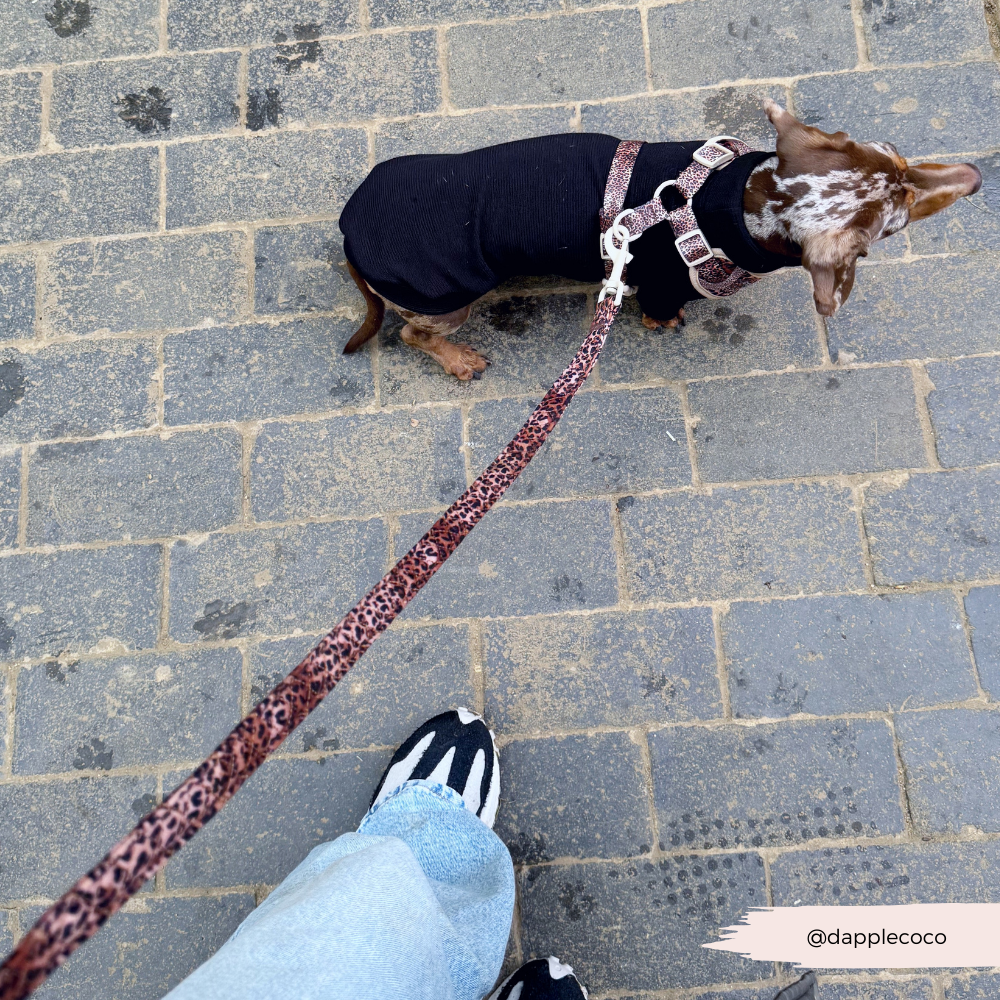 Cocopup London - Wholesale Pet Leash - Dog - Quilted Leopard Pup Lead3