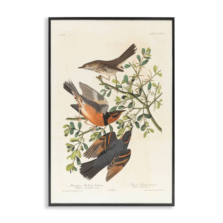 Arte Clássica de Estudo de Aves de Audubon emoldurada por atacado de Stupell Industries