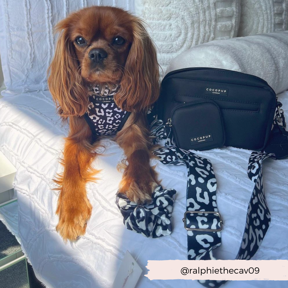 Cocopup London - Vente Harnais – chien - Harnais de cou ajustable léopard noir10