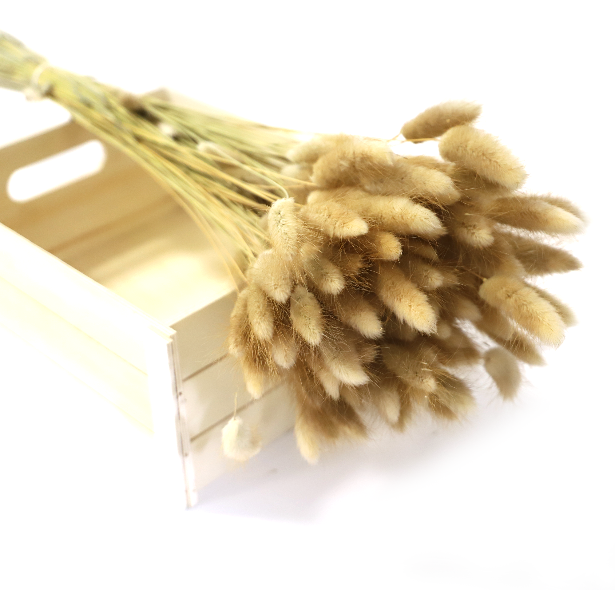 Kunstharz.Art – wholesale Dried/pressed flowers – Dried Flower Bouquet as Gift and Home Decoration Bunny Tails - Boho Style - Lagurus8