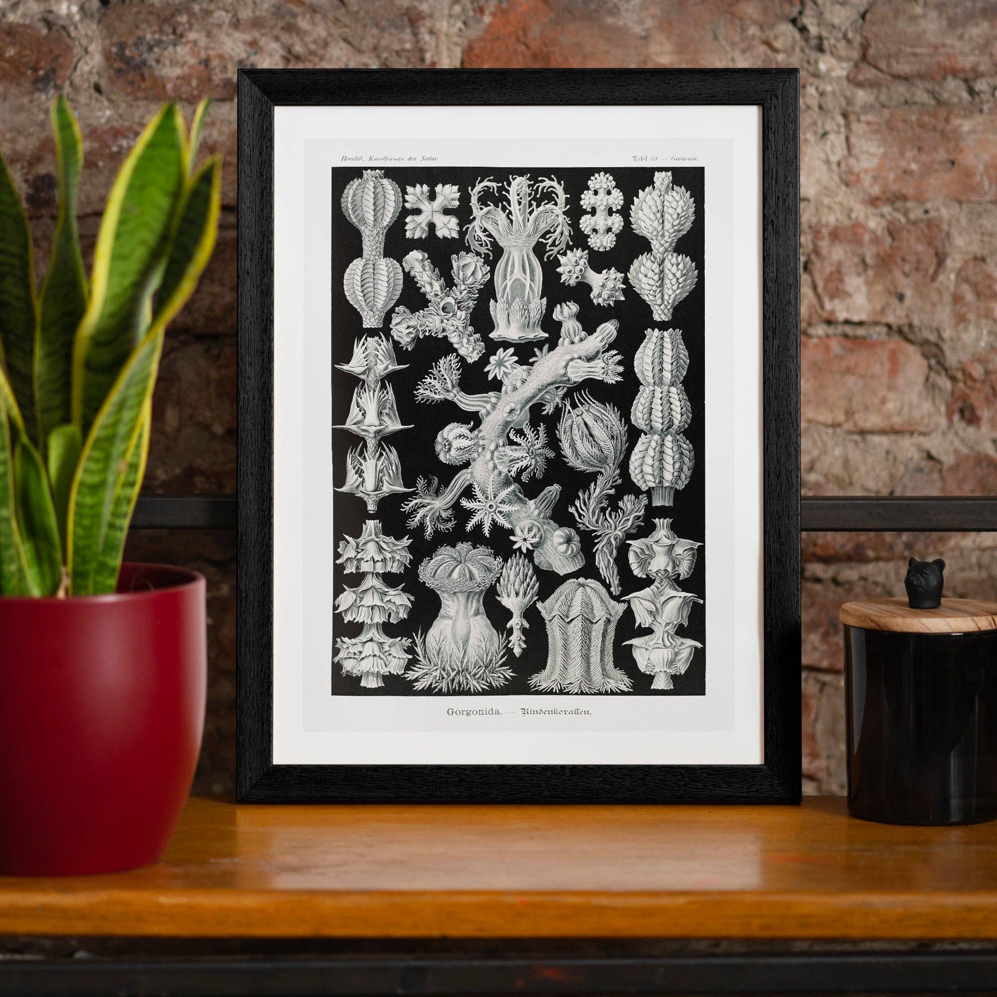 Ink & Drop – Großhandel Kunstdruck – Korallen Schwarz-Weiß-Antik-Print0