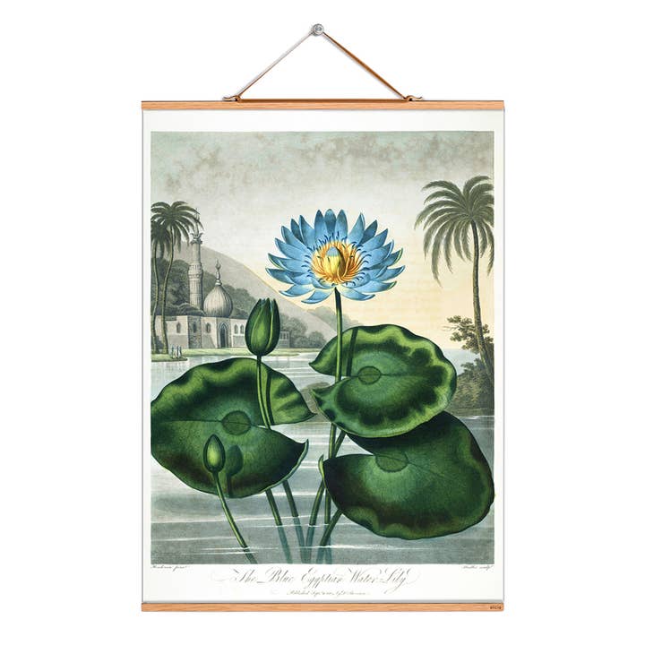 Rollbild Illustration # 313 / Blue Aegyptian Waterlily für den Großhandel von Eicie