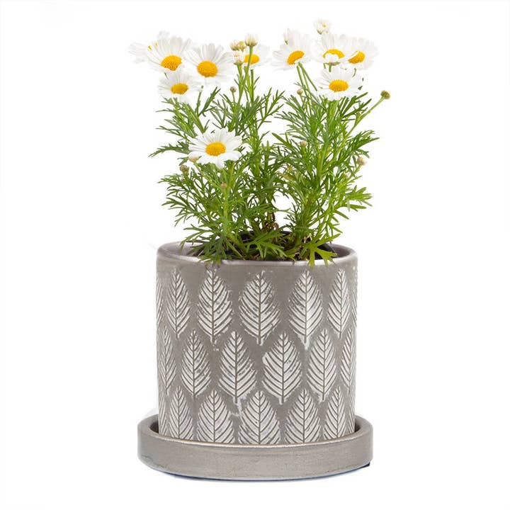 Chive UK - Vente Pot - Balter Pot avec soucoupe pour plantes d'intérieur, cactus, plantes succulentes14